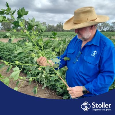 Stoller employee in cotton field